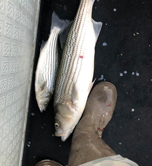 Striper Bass Success! 